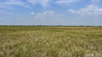 Sawah yang tak teraliri air ini membuat petani tak dapat menandur. 