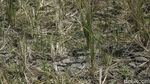Kekeringan Tiba, Sawah di Cikarang Barat Terancam Puso