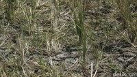 Tanaman liar juga mulai merambat ke sejumlah petak sawah di kawasan ini. 