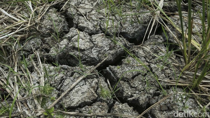 Kekeringan Tiba, Sawah di Cikarang Barat Terancam Puso Kekeringan mulai terjadi di Cikarang Barat, Kabupaten Bekasi. Akibatnya tanaman padi warga terancam gagal panen atau puso.
