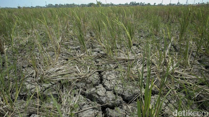 Kekeringan Tiba, Sawah di Cikarang Barat Terancam Puso Kekeringan mulai terjadi di Cikarang Barat, Kabupaten Bekasi. Akibatnya tanaman padi warga terancam gagal panen atau puso.
