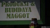 Mereka juga melakukan budidaya maggot. 