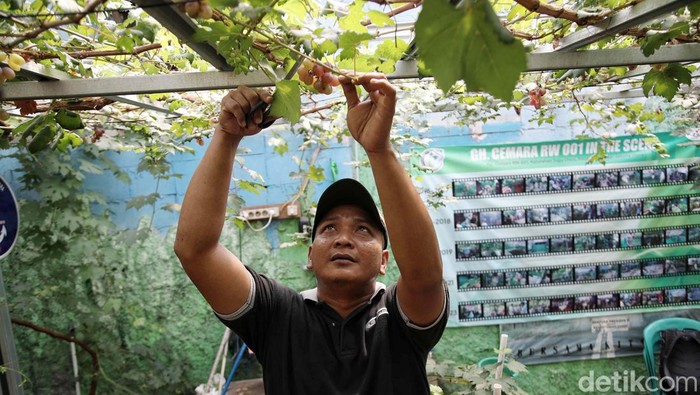 Gang Hijau Cemara, di Tugu Utara, Jakarta Utara, dulunya adalah tempat pembuangan sampah. Kini tempat tersebut jadi hijau dengan konsep urban farming.