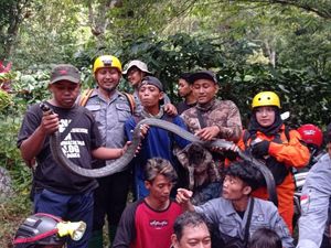 King Kobra yang Dilepas di Air Terjun Kertoembo Madiun Kembali Ditangkap