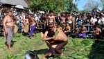 Melihat Aksi Perang Pandan Berduri di Bali