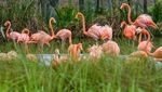 Mengunjungi Bird Paradise Singapura, Rumah Bagi 3.500 Burung