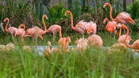 Menariknya, masing-masing aviari juga mencerminkan habitat berbeda yang ada di dunia.   