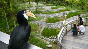 Mengunjungi Bird Paradise Singapura, Rumah Bagi 3.500 Burung