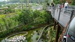 Mengunjungi Bird Paradise Singapura, Rumah Bagi 3.500 Burung