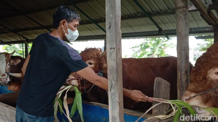 Penjual hewan kurban di Surabaya