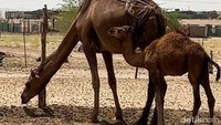 Terletak kurang lebih 25 km ke luar Makkah, peternakan ini terdiri dari puluhan unta, paling tua ada yang umurnya sampai 30 tahun. Selain ikembangbiakan, unta juga diambil susunya. Sebelum diperah, induk unta harus dihisap dulu puting susunya oleh anaknya. Foto: Meliyanti Setyorini