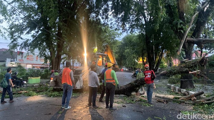Pohon tumbang di Jalan Mongonsidi, Medan. (Foto: Kartika Sari/detikSumut)