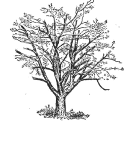 psikotes gambar pohon.