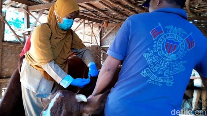 ratusan sapi di pasuruan terjangkit lsd