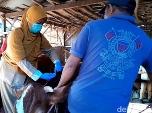 193 Sapi Peternak di 14 Kecamatan Pasuruan Terjangkit Penyakit LSD
