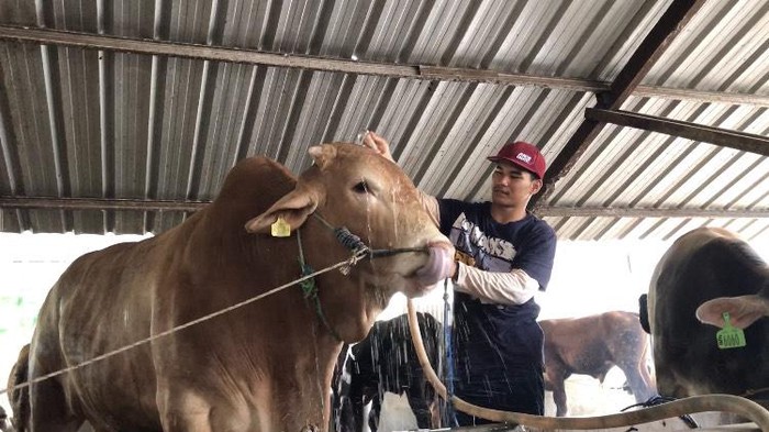 Sapi kurban Jokowi untuk masyarakat Bangka.