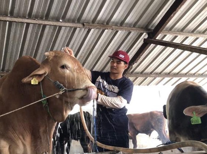 Sapi kurban Jokowi untuk masyarakat Bangka.