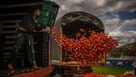 Serunya Festival Perang Tomat di Kolombia