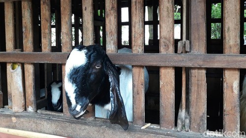 Ternak kambing.