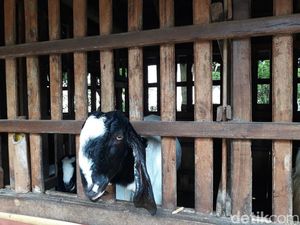 Harga Sapi di Bantul Naik, Shohibul Kurban Beralih ke Kambing
