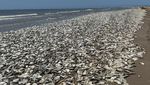 Waduh, Ribuan Ikan Mati Terdampar di Texas