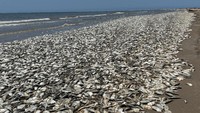 Ribuan ikan mati terdampar di Pantai Quintana, Texas, Amerika Serikat, Minggu (11/6/2023).  