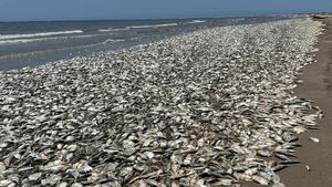 Waduh, Ribuan Ikan Mati Terdampar di Texas