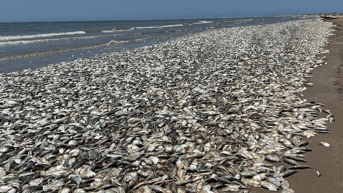 Waduh, Ribuan Ikan Mati Terdampar di Texas TEXAS, US - JUNE 11: (----EDITORIAL USE ONLY - MANDATORY CREDIT - 'QUINTANA BEACH COUNTY PARK / HANDOUT' - NO MARKETING NO ADVERTISING CAMPAIGNS - DISTRIBUTED AS A SERVICE TO CLIENTS----) A view from the Quintana Beach on Sunday, June 11, 2023 in Texas, United States. Thousands of fish have washed up dead on Texas Gulf Coast in the US on Sunday. Officials in Texas' Brazoria and Quintana counties said thousands of fish have washed up dead on the beaches since Friday. Officials said thousands more fish are expected to wash up dead on the coast. Authorities said they were investigating whether the cause of death of fishes was due to marine pollution or low oxygen levels in coastal waters due to warming ocean water. (Photo by QUINTANA BEACH COUNTY PARK / Handout/Anadolu Agency via Getty Images)
