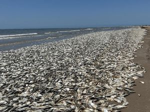 Waduh, Ribuan Ikan Mati Terdampar di Texas