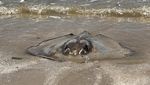 Waduh, Ribuan Ikan Mati Terdampar di Texas