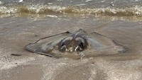Para pejabat juga menngatakan diperkirakan akan ada ribuan ikan lagi yang mati terdampar di pantai.  