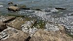 Waduh, Ribuan Ikan Mati Terdampar di Texas