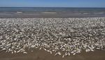 Waduh, Ribuan Ikan Mati Terdampar di Texas