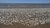 Para pejabat di wilayah Brazoria dan Quintana di Texas mengatakan ribuan ikan itu telah mati terdampar di pantai sejak Jumat.  