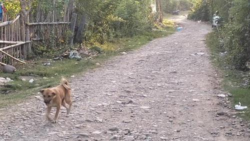 Anjing berkeliaran di Wae Bo, Kelurahan Wae Kelambu, Labuan Bajo, Kabupaten Manggarai Barat, NTT. (Ambrosius Ardin/detikBali)