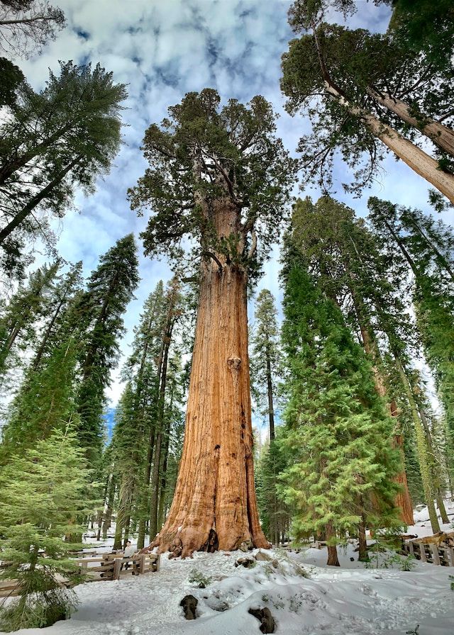 General Sherman Tree, pohon terbesar di dunia.