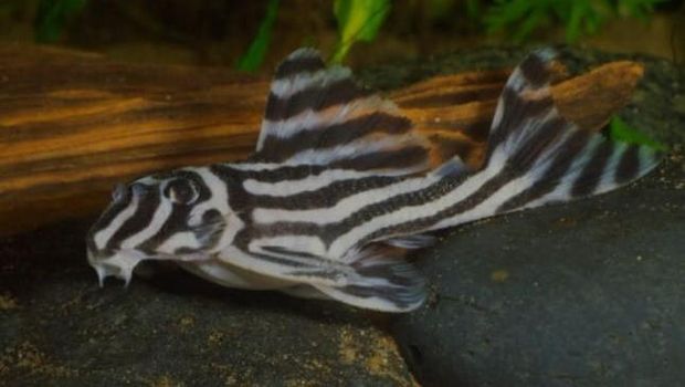 ikan termahal di dunia.