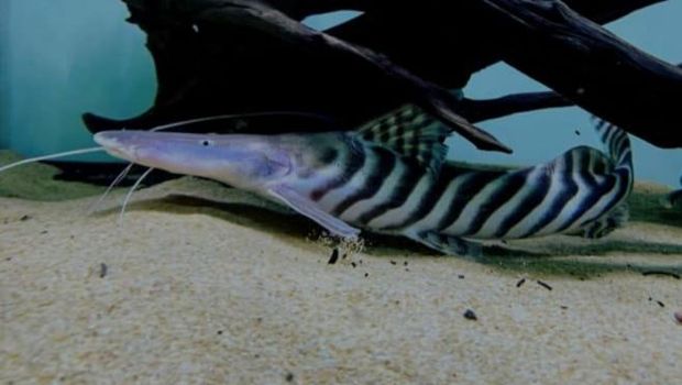 ikan termahal di dunia.
