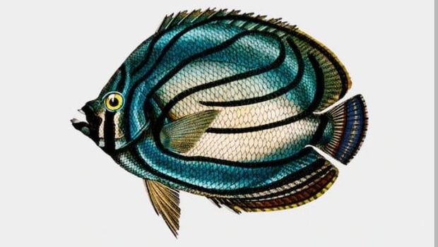 ikan termahal di dunia.