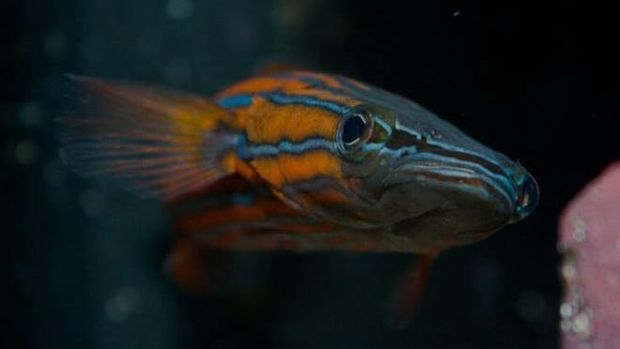 ikan termahal di dunia.