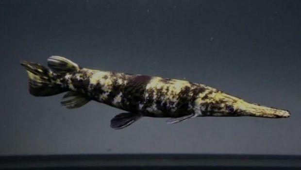 ikan termahal di dunia.