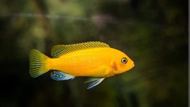 Ikan termahal di dunia.