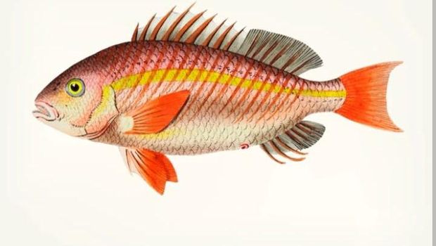Ikan termahal di dunia.