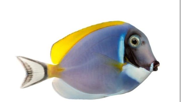 Ikan termahal di dunia.