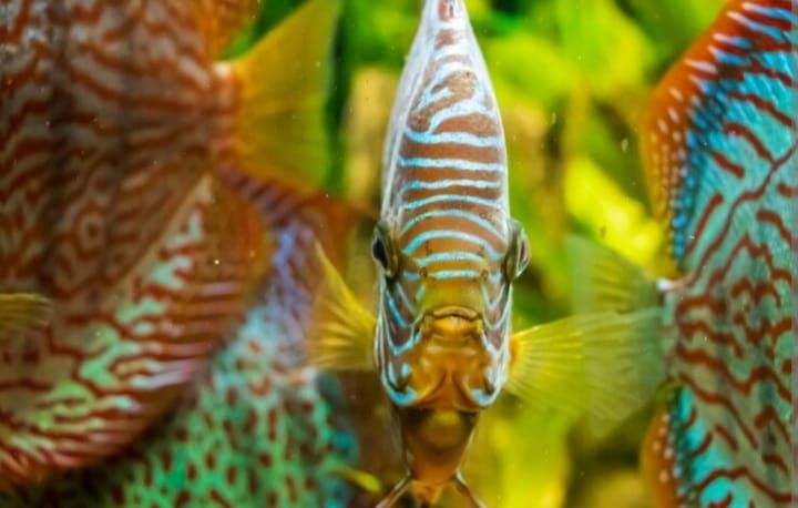 Ikan termahal di dunia.