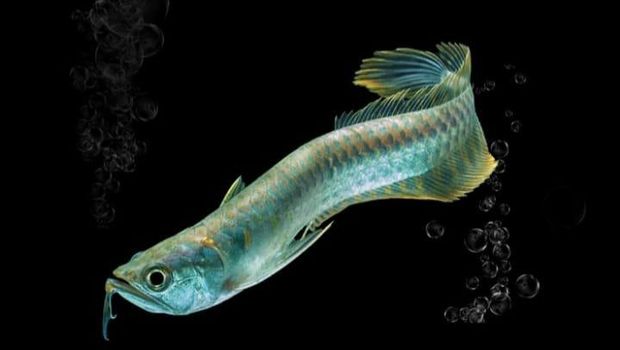 Ikan termahal di dunia.
