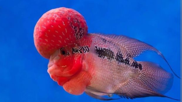 Ikan termahal di dunia.