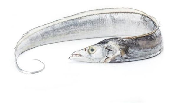Ikan termahal di dunia.