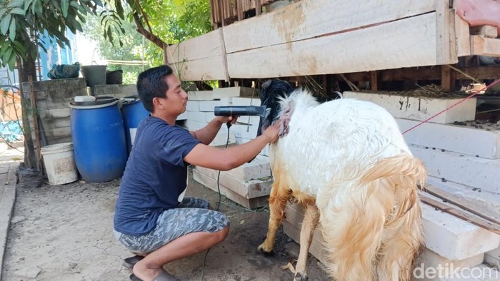 Kambing kurban di Pasuruan diberi treatment bak di salon kecantikan