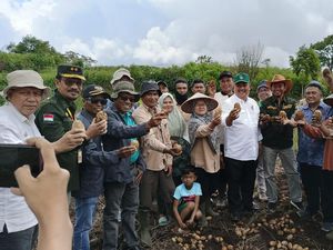Kementan Pastikan Produksi Sayuran di Solok Memadai Jelang Idul Adha